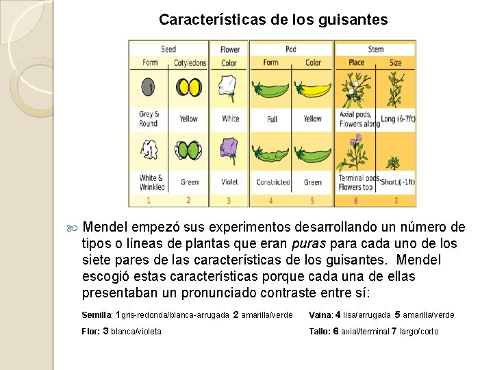 Características de los guisantes Mendel empezó sus experimentos desarrollando un número de tipos o