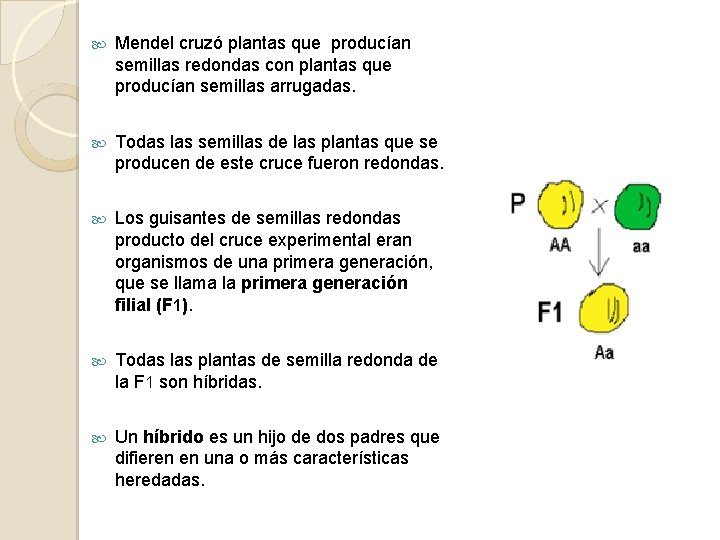  Mendel cruzó plantas que producían semillas redondas con plantas que producían semillas arrugadas.