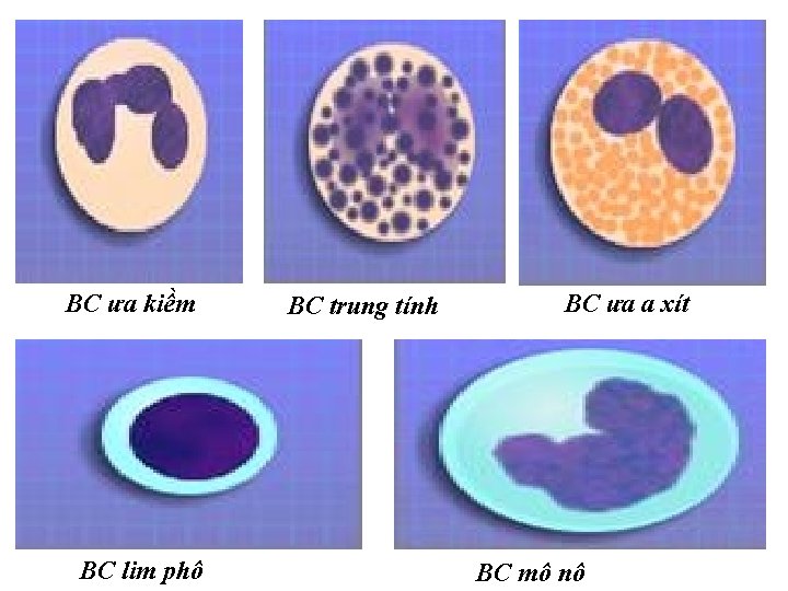 BC ưa kiềm BC lim phô BC trung tính BC ưa a xít BC