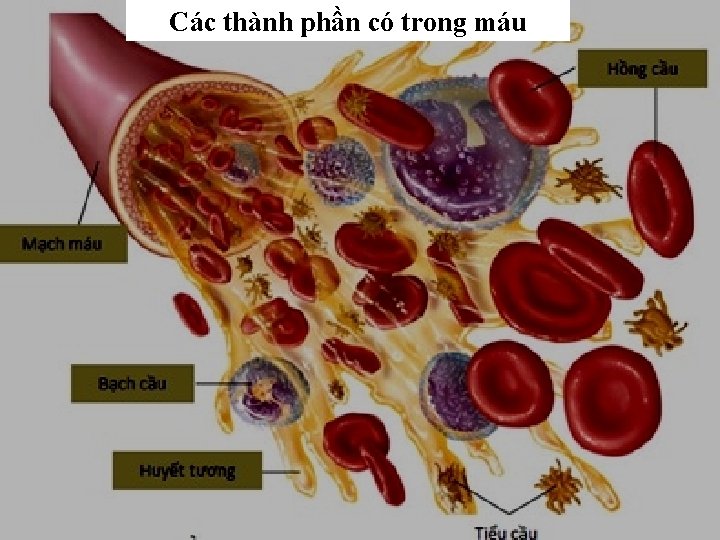 Các thành phần có trong máu 