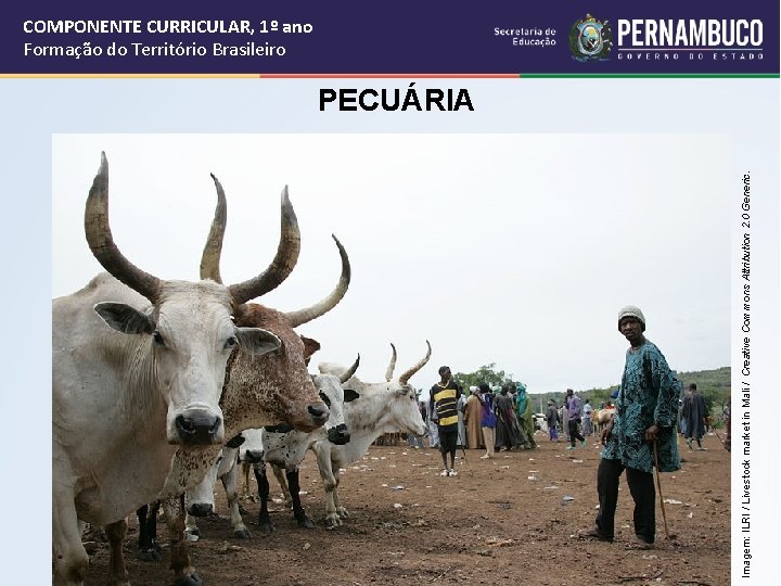 Imagem: ILRI / Livestock market in Mali / Creative Commons Attribution 2. 0 Generic.