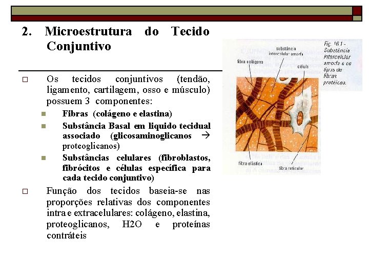 2. Microestrutura do Tecido Conjuntivo Os tecidos conjuntivos (tendão, ligamento, cartilagem, osso e músculo)