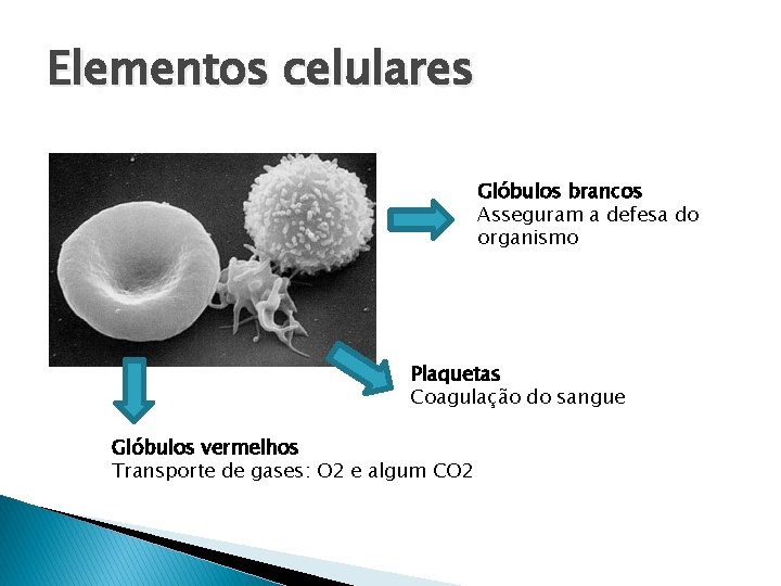 Elementos celulares Glóbulos brancos Asseguram a defesa do organismo Plaquetas Coagulação do sangue Glóbulos