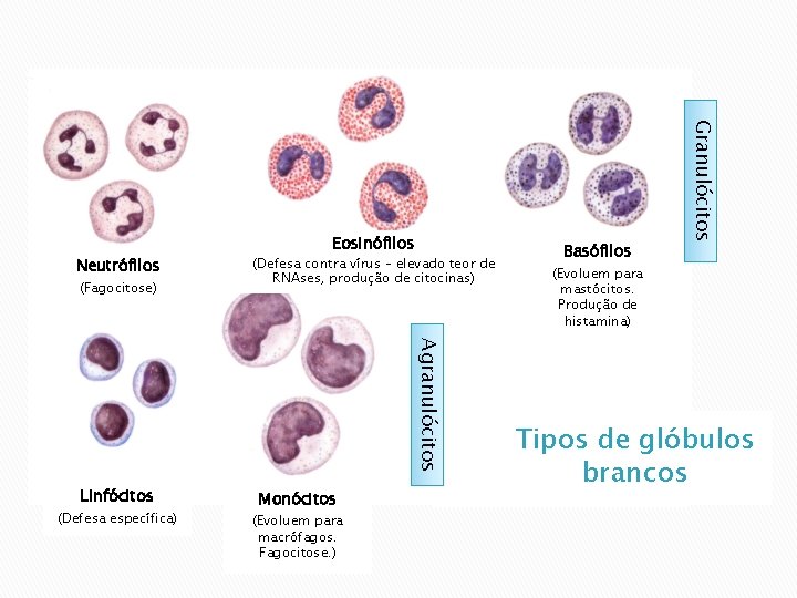 (Fagocitose) (Defesa contra vírus – elevado teor de RNAses, produção de citocinas) Agranulócitos Linfócitos