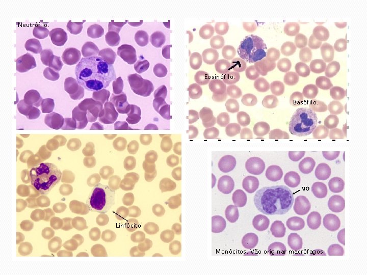 Neutrófilo. Eosinófilo. Basófilo. Linfócito Monócitos. Vão originar macrófagos 