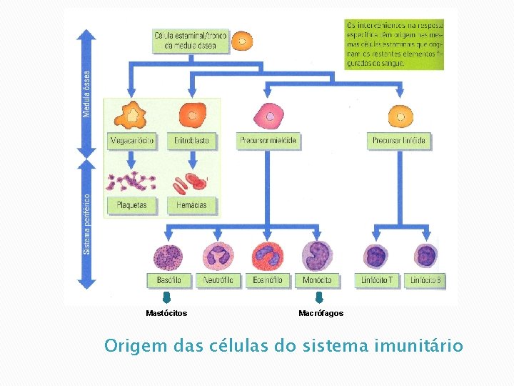 Mastócitos Macrófagos Origem das células do sistema imunitário 