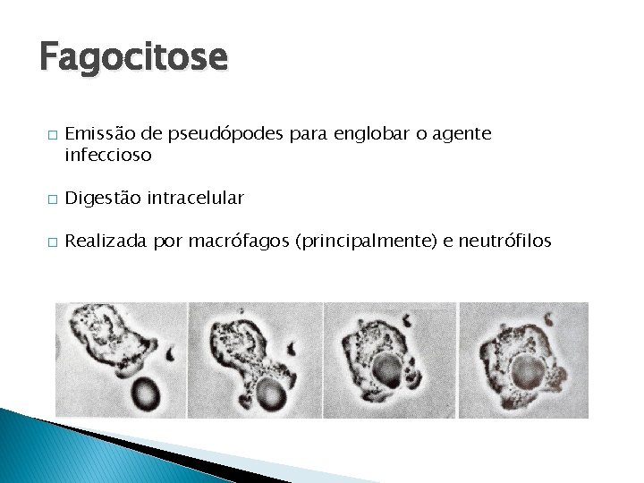 Fagocitose � Emissão de pseudópodes para englobar o agente infeccioso � Digestão intracelular �