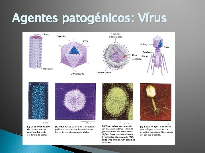 Agentes patogénicos: Vírus 