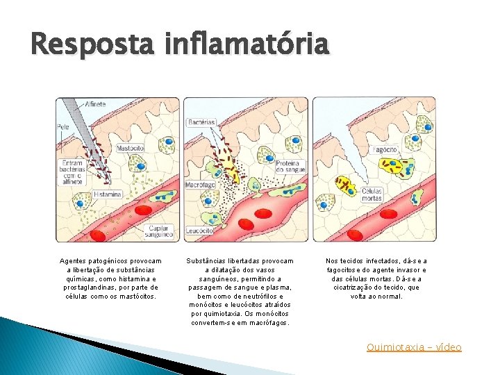 Resposta inflamatória Agentes patogénicos provocam a libertação de substâncias químicas, como histamina e prostaglandinas,