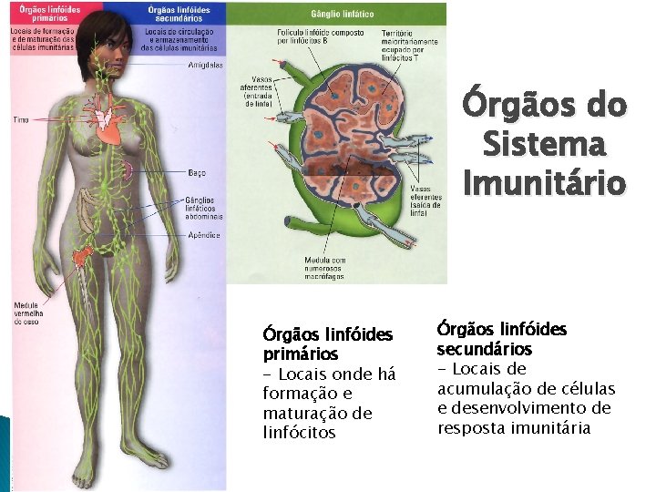 Órgãos do Sistema Imunitário Órgãos linfóides primários - Locais onde há formação e maturação