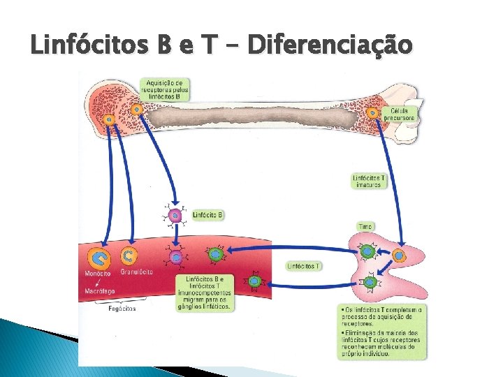 Linfócitos B e T - Diferenciação 