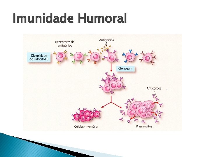 Imunidade Humoral 