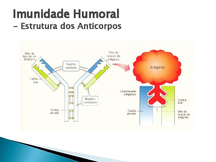 Imunidade Humoral - Estrutura dos Anticorpos 