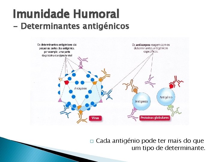 Imunidade Humoral - Determinantes antigénicos � Cada antigénio pode ter mais do que um