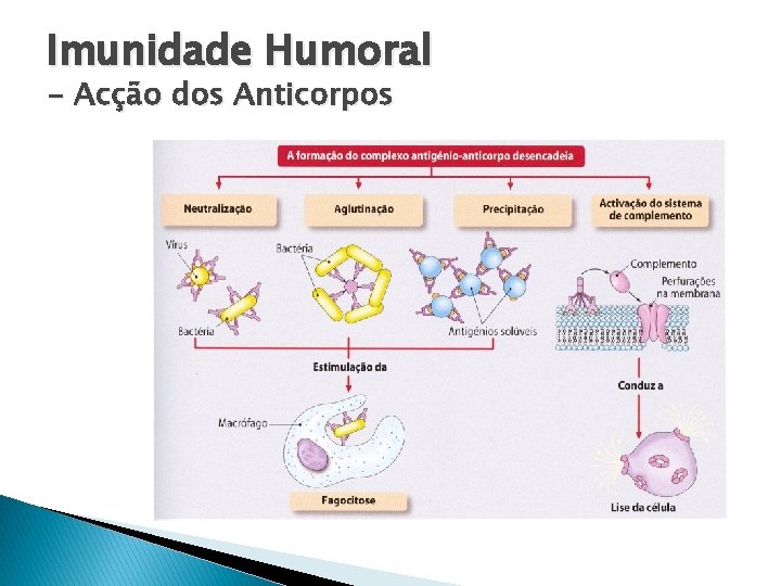 Imunidade Humoral - Acção dos Anticorpos 