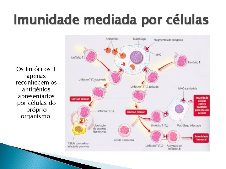 Imunidade mediada por células Os linfócitos T apenas reconhecem os antigénios apresentados por células