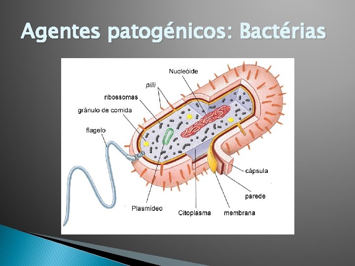 Agentes patogénicos: Bactérias 