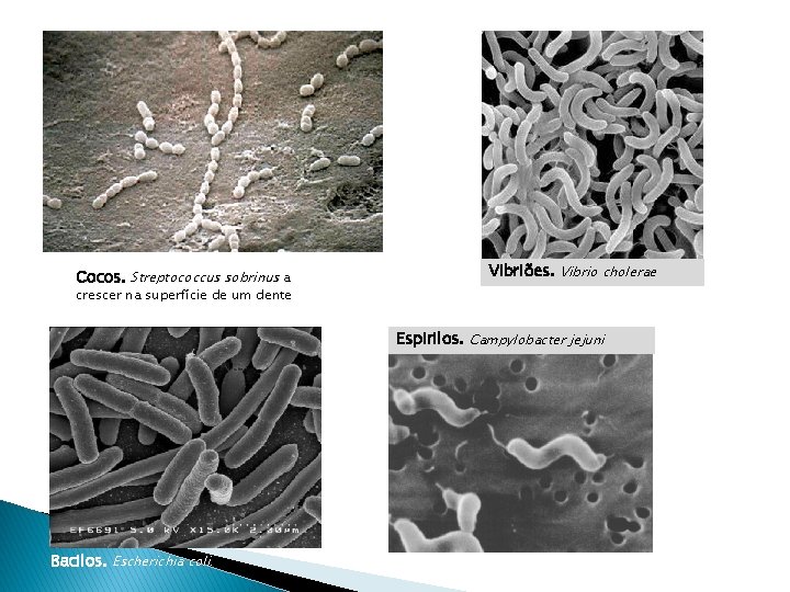 Cocos. Streptococcus sobrinus a Vibriões. Vibrio cholerae crescer na superfície de um dente Espirilos.