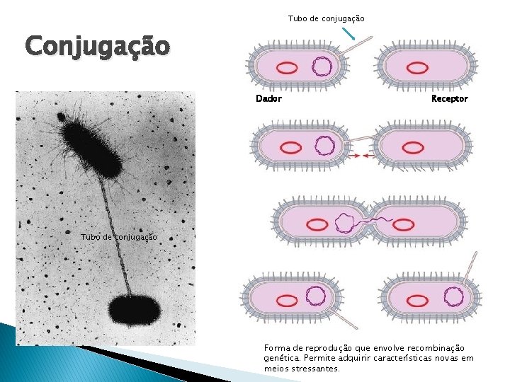 Tubo de conjugação Conjugação Dador Receptor Tubo de conjugação Forma de reprodução que envolve