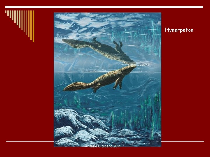 Hynerpeton anne Giordano 2011 Hynerpeton anne Giordano 2011