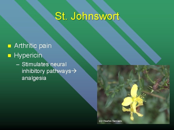 St. Johnswort n n Arthritic pain Hypericin – Stimulates neural inhibitory pathways analgesia 
