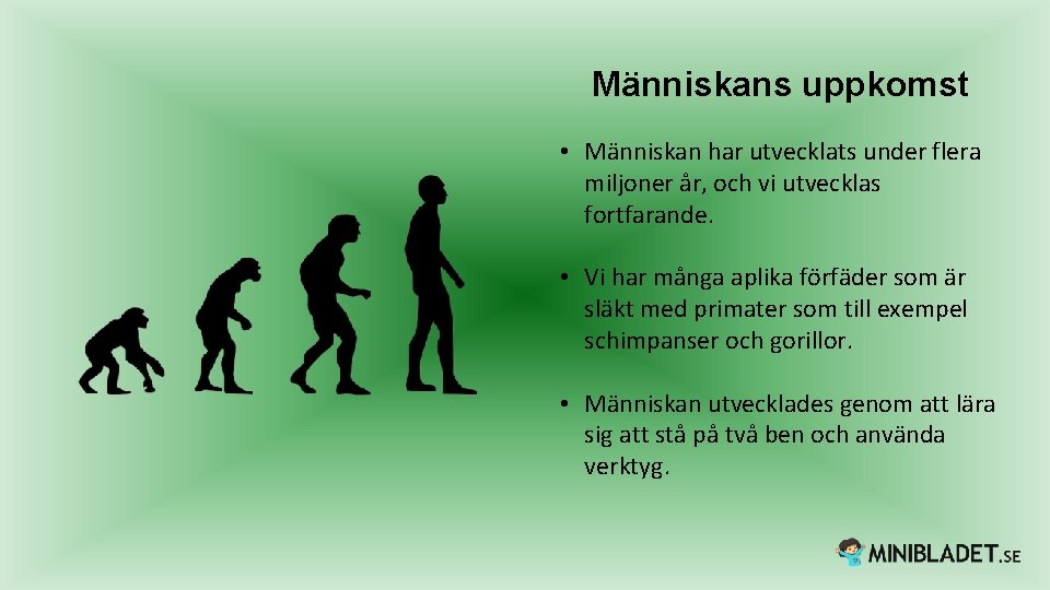 Människans uppkomst • Människan har utvecklats under flera miljoner år, och vi utvecklas fortfarande.