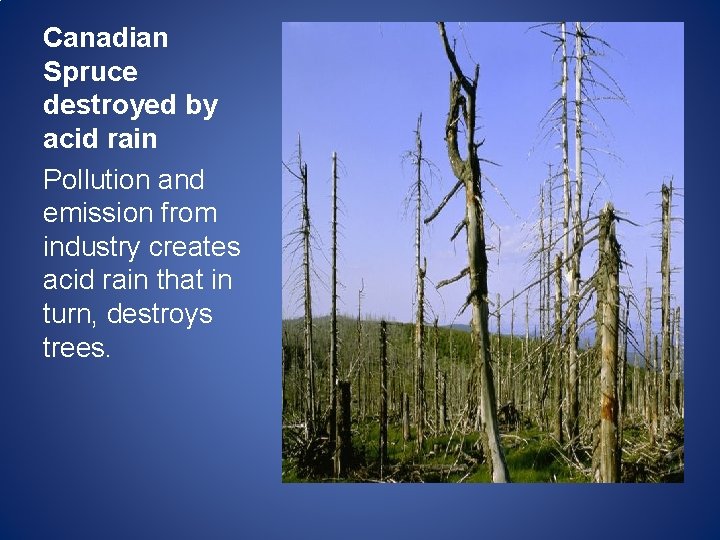 Canadian Spruce destroyed by acid rain Pollution and emission from industry creates acid rain