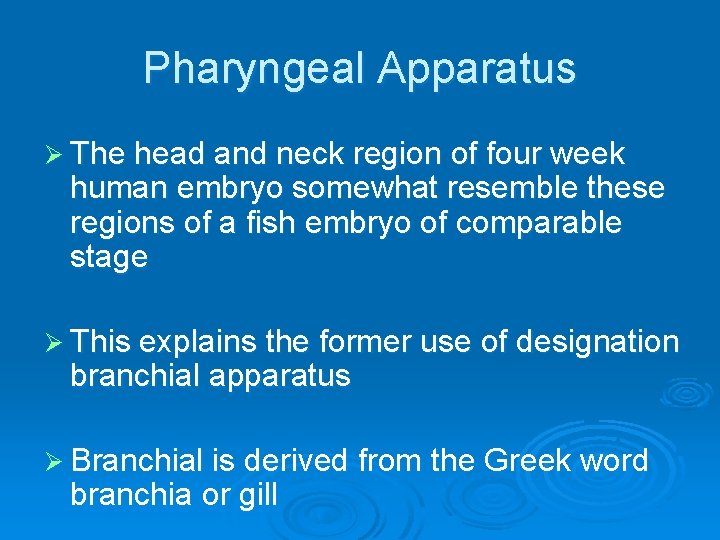 Pharyngeal Apparatus Ø The head and neck region of four week human embryo somewhat