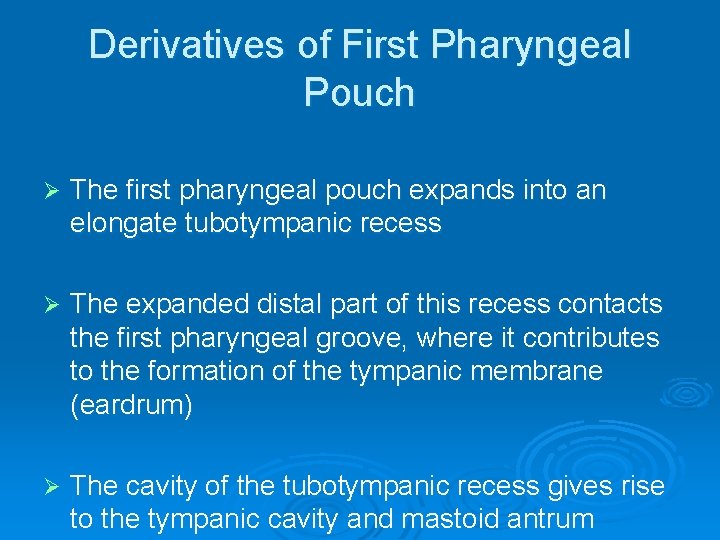 Derivatives of First Pharyngeal Pouch Ø The first pharyngeal pouch expands into an elongate