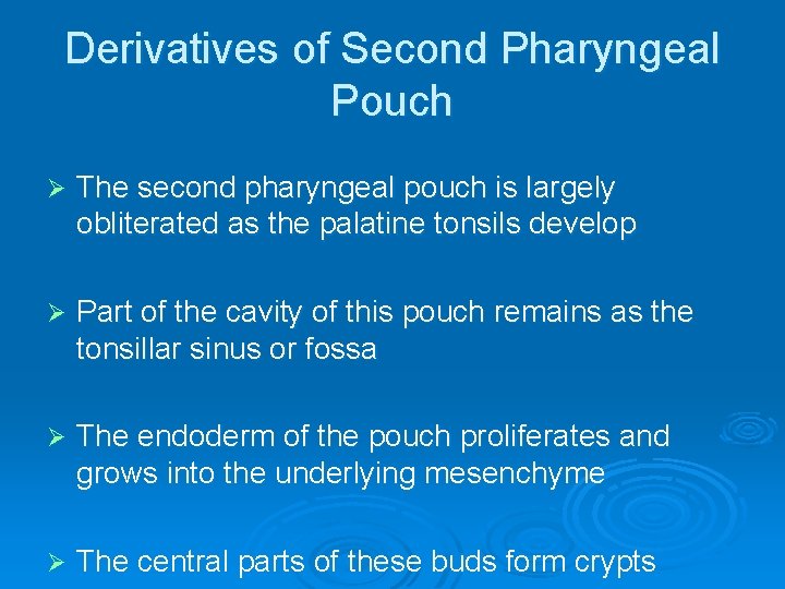 Derivatives of Second Pharyngeal Pouch Ø The second pharyngeal pouch is largely obliterated as