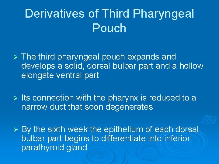 Derivatives of Third Pharyngeal Pouch Ø The third pharyngeal pouch expands and develops a
