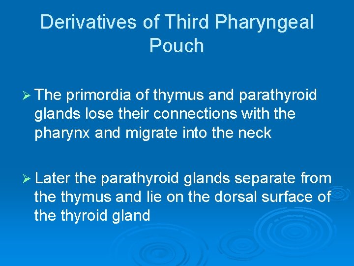 Derivatives of Third Pharyngeal Pouch Ø The primordia of thymus and parathyroid glands lose