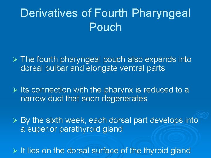 Derivatives of Fourth Pharyngeal Pouch Ø The fourth pharyngeal pouch also expands into dorsal