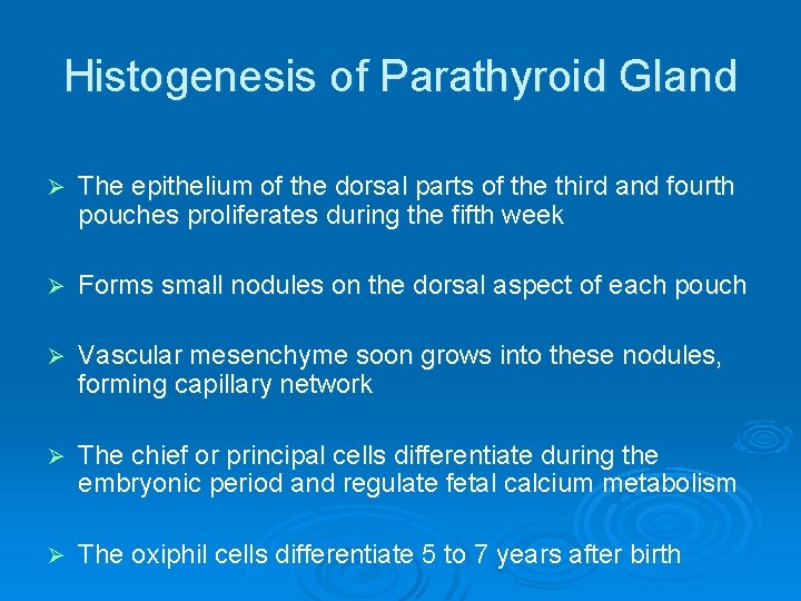 Histogenesis of Parathyroid Gland Ø The epithelium of the dorsal parts of the third
