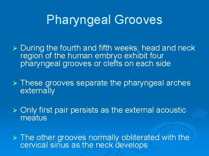 Pharyngeal Grooves Ø During the fourth and fifth weeks, head and neck region of