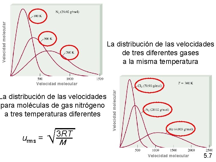 Velocidad molecular La distribución de las velocidades de tres diferentes gases a la misma