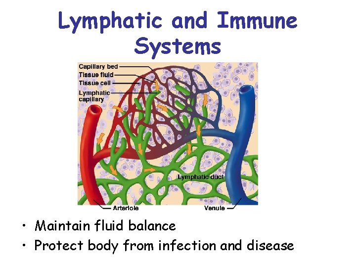 Lymphatic and Immune Systems • Maintain fluid balance • Protect body from infection and