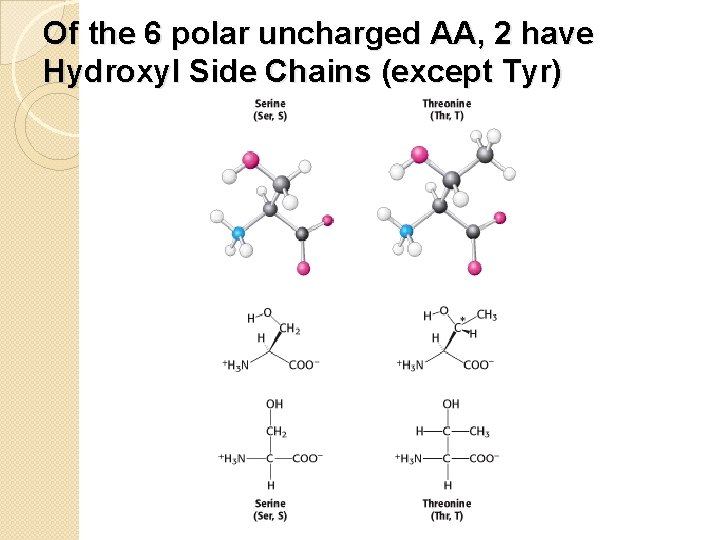 Of the 6 polar uncharged AA, 2 have Hydroxyl Side Chains (except Tyr) 