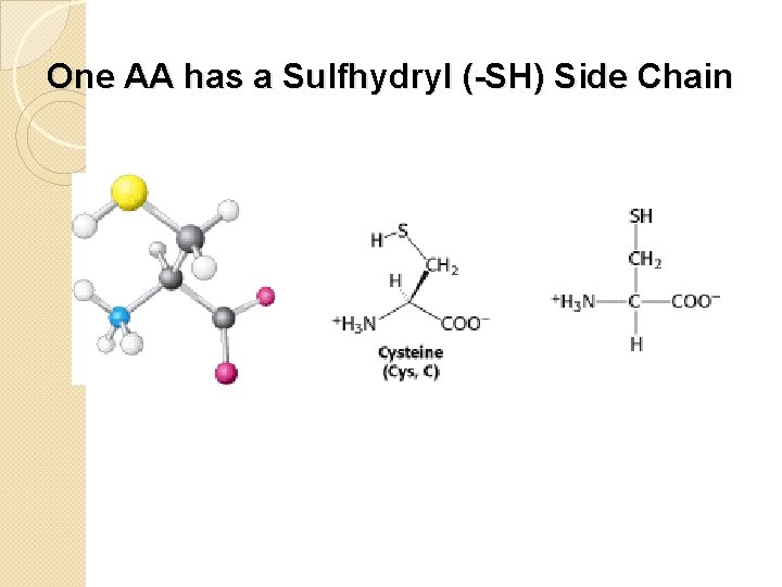 One AA has a Sulfhydryl (-SH) Side Chain 