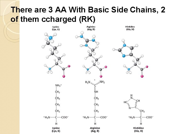 There are 3 AA With Basic Side Chains, 2 of them ccharged (RK) 