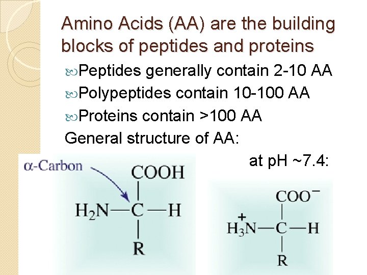 Amino Acids (AA) are the building blocks of peptides and proteins Peptides generally contain