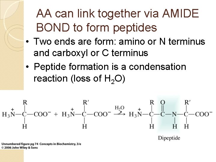 AA can link together via AMIDE BOND to form peptides • Two ends are