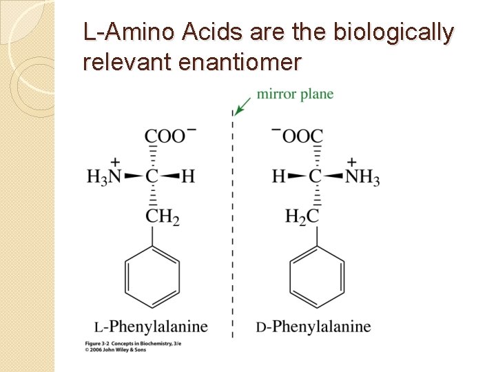 L-Amino Acids are the biologically relevant enantiomer 