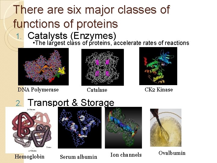 There are six major classes of functions of proteins 1. Catalysts (Enzymes) • The