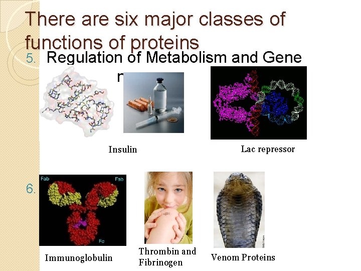 There are six major classes of functions of proteins 5. Regulation of Metabolism and
