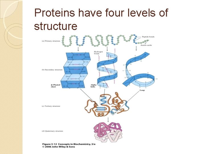 Proteins have four levels of structure 