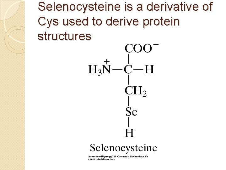 Selenocysteine is a derivative of Cys used to derive protein structures 