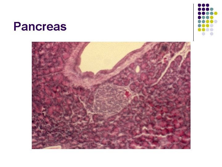 Pancreas 