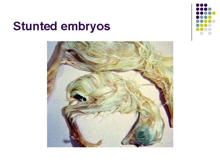 Stunted embryos 