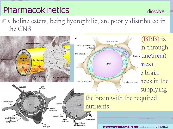 Pharmacokinetics dissolve Choline esters, being hydrophilic, are poorly distributed in the CNS. Water-soluble Blood-Brain
